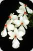 Aerangis rhodostricta